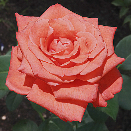 Роза Муви Стар ч/г Садовита