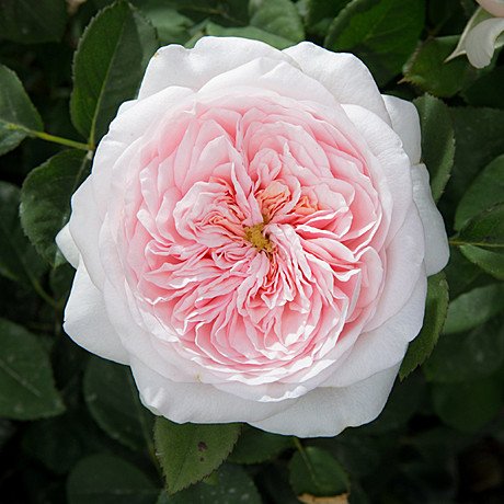 Роза Тсумуги ч/г Садовита