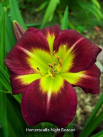 5375 Лилейник Найт Бекон 1шт