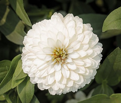 Ц Цинния мариландская Зайдеко Вайт 5шт вес