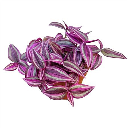 Традесканция Пинк Паоадайз 7