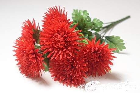 Астра Кардинал 7 цветков искусств.