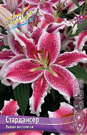 2744 Лилия Стардансер 5шт/1шт