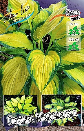 3201 Хоста Оранж Мармелад 1шт