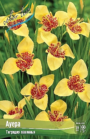5977 Тигридия Ауреа 10шт/1шт