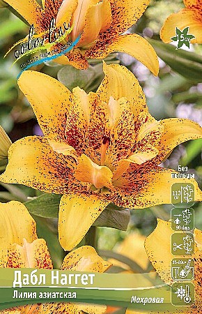 7785 Лилия Дабл Нагет аз 5 шт (1шт)