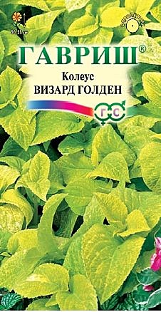 Ц Колеус Визард Голден Гавриш