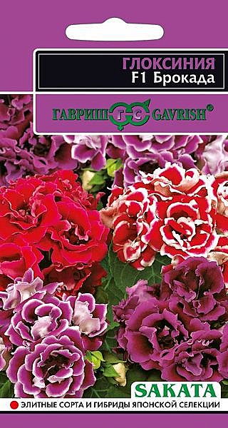 Ц Глоксиния Брокада Гавриш