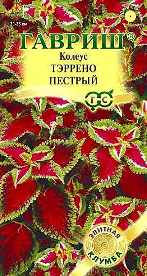 Ц Колеус Тэррено пестрый  Гавриш