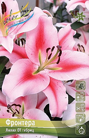 0002 Лилия Фронтера от 5шт/1шт