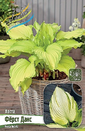 5478 Хоста Ферст Данс 1шт