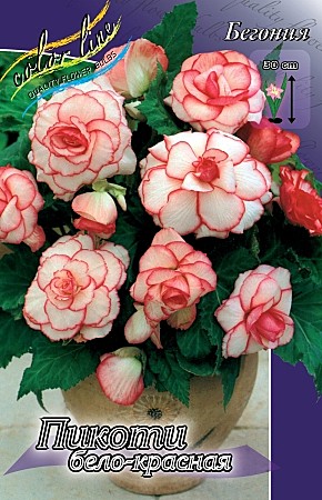 9305-1 Бегония Пикоти Белая/Красная 1шт /3шт