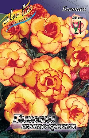 9312 Бегония Пикоти Желто-Красная 3шт/1шт