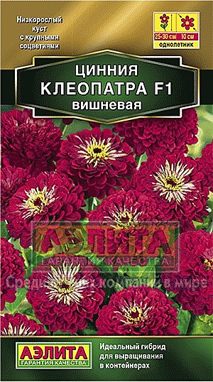 Ц Цинния Клеопатра вишневая Аэлита