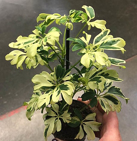 Шефлера Жанин 9