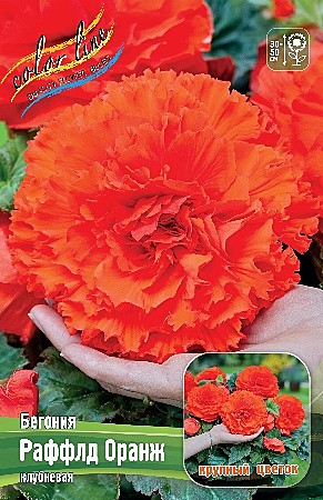 6939 Бегония Раффлд Оранж 2шт/1шт