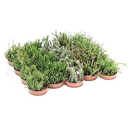 Рипсалис 5,5