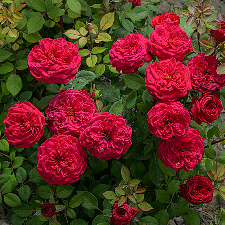 Роза Инзель Майнау флориб Садовита