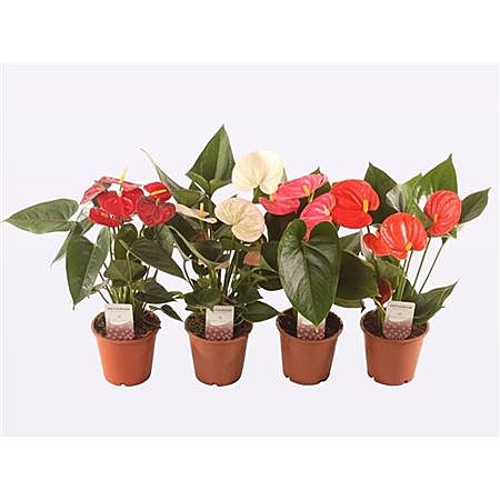 Антуриум  12 Микс