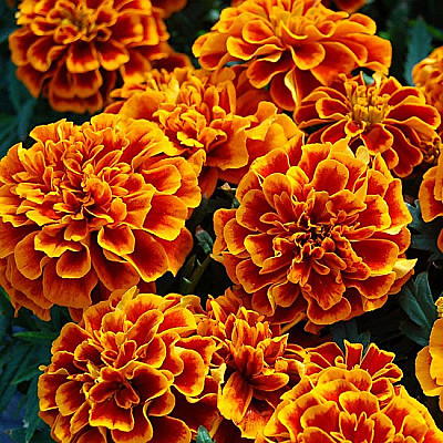 Ц Барх Чика Флейм  откл. 10шт вес