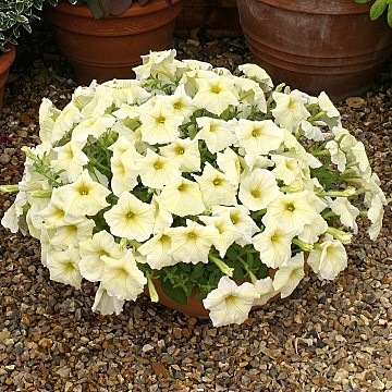 Ц П Рапид Саншайн 3др вес 