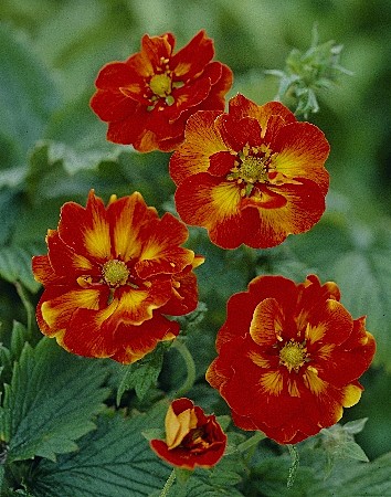 1480 Лапчатка Уильям Роллиссон 1шт