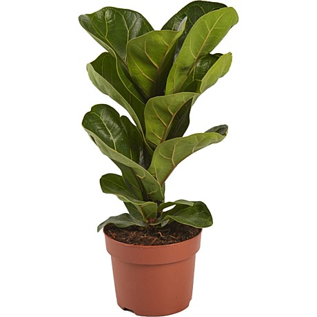 Фикус Лурата Бамбино 10