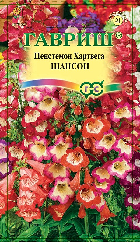 Ц Пенстемон Хартвига Шансон  Гавриш
