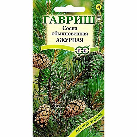 Ц Сосна обыкновенная Ажурная Гавриш