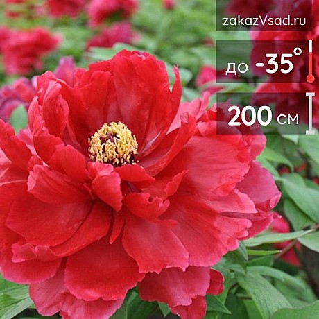 0204 Пион Ароматное воспоминание древовидный 1шт