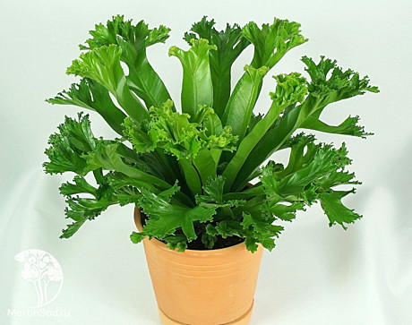 Асплениум Лесли 12