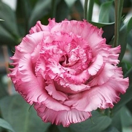 Ц Эустома крупноцв. Корелли СУ 3 Дип Пинк 5др вес