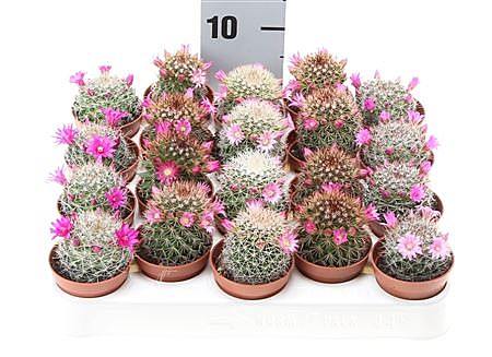 Мамиллярия 5,5