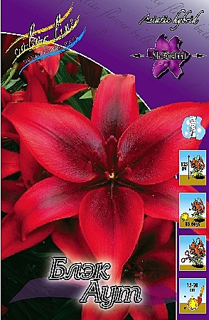 0127 Лилия Блек Аут азиат (5шт) 1шт