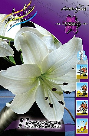 0196 Лилия Навонна азиат 7шт(1шт)