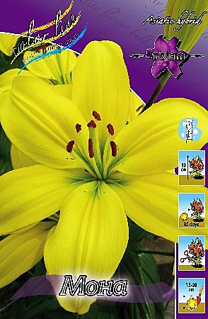 0608 Лилия Мона  азиат 7шт/1шт