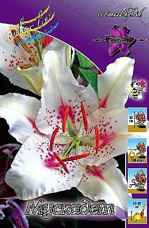 1018 Лилия Мускадет вост 3шт (1шт)