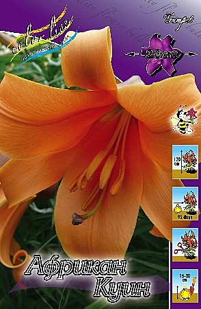 1315 Лилия Африкан Куин трубч. 5шт (1шт)