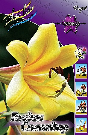 1322 Лилия Голден Сплендор трубч 5шт/1шт