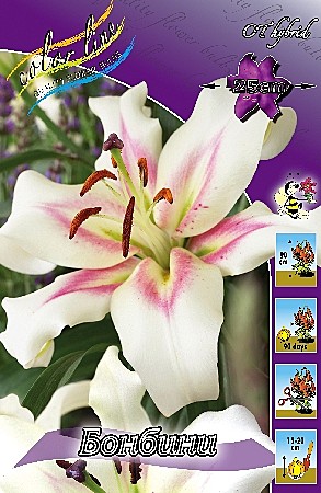 1391 Лилия Бонбини ОТ 5шт/1шт