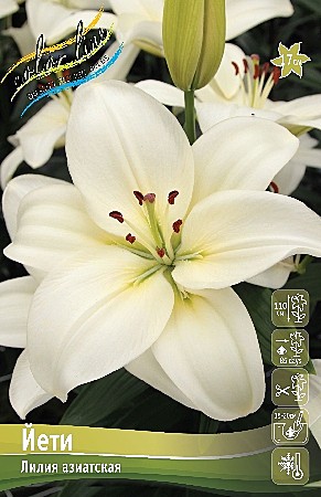 3791 Лилия Йети азиат 7шт/1шт