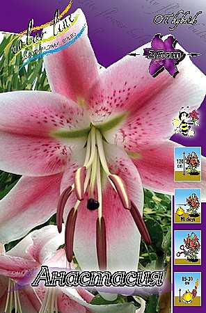 4224 Лилия Анастасия от 5шт /1шт