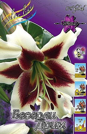 4248 Лилия Беверли Дрим от 5шт/1шт