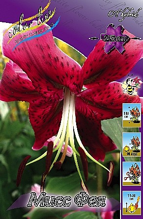 4316 Лилия Мисс Фея  от 5шт (1шт)