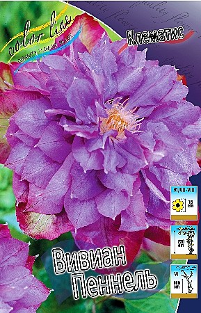 6358 Клематис Вивиан Пеннел махр  2шт /1шт