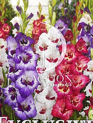 8227 Глад Маскарад микс 6шт /1шт