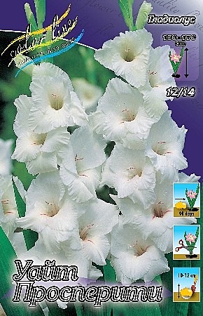 9206 Глад Уайт Просперити 10шт/1шт