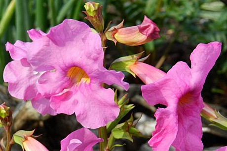 Ц Инкарвиллея Розовый сад Урожай удачи