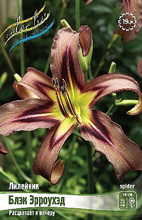 4813 Лилейник Блэк Эрроухэд  1шт 