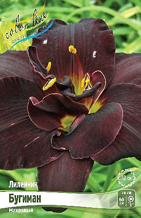 5454 Лилейник Бугиман 1шт